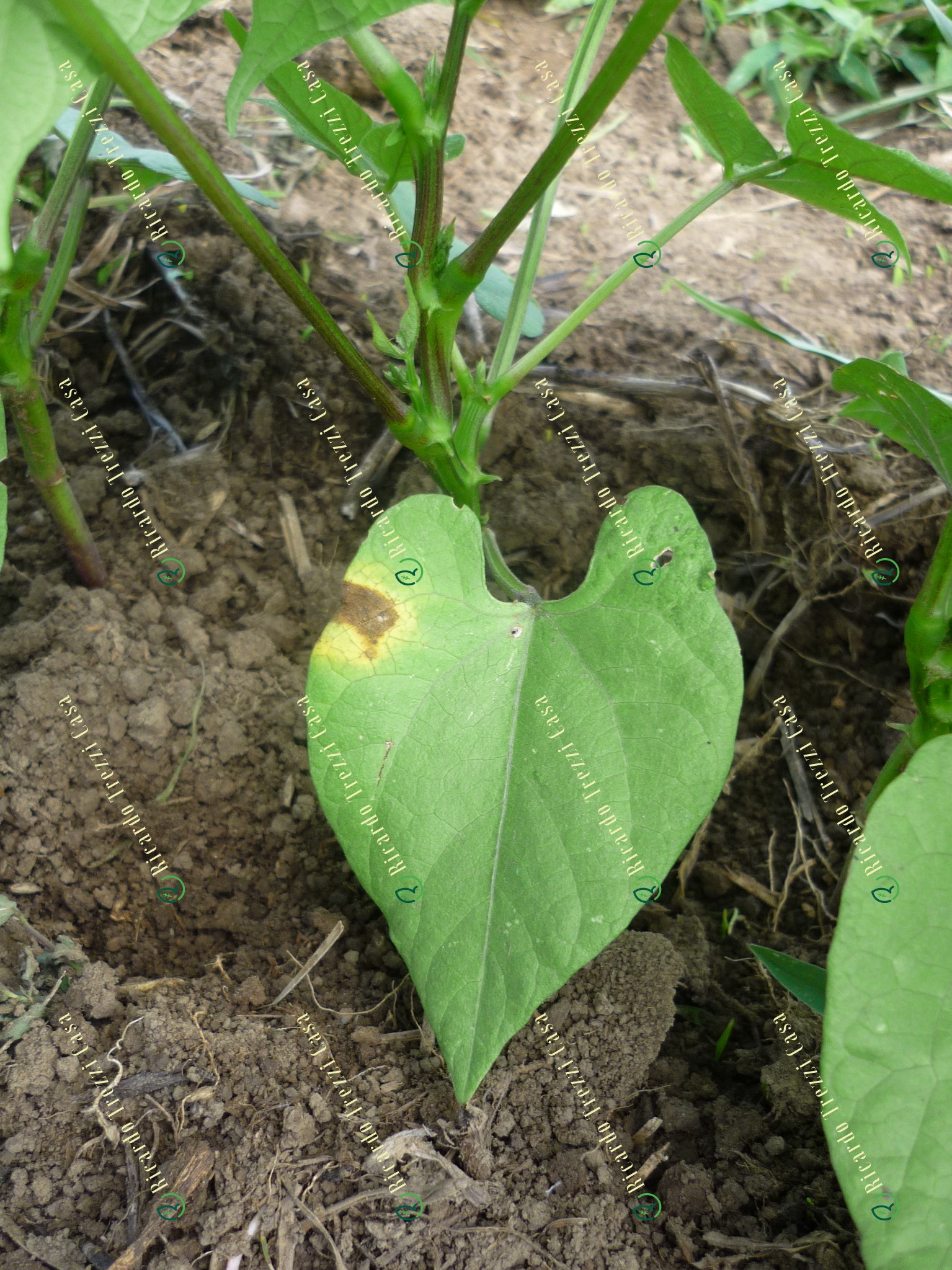 Crestamento bacteriano